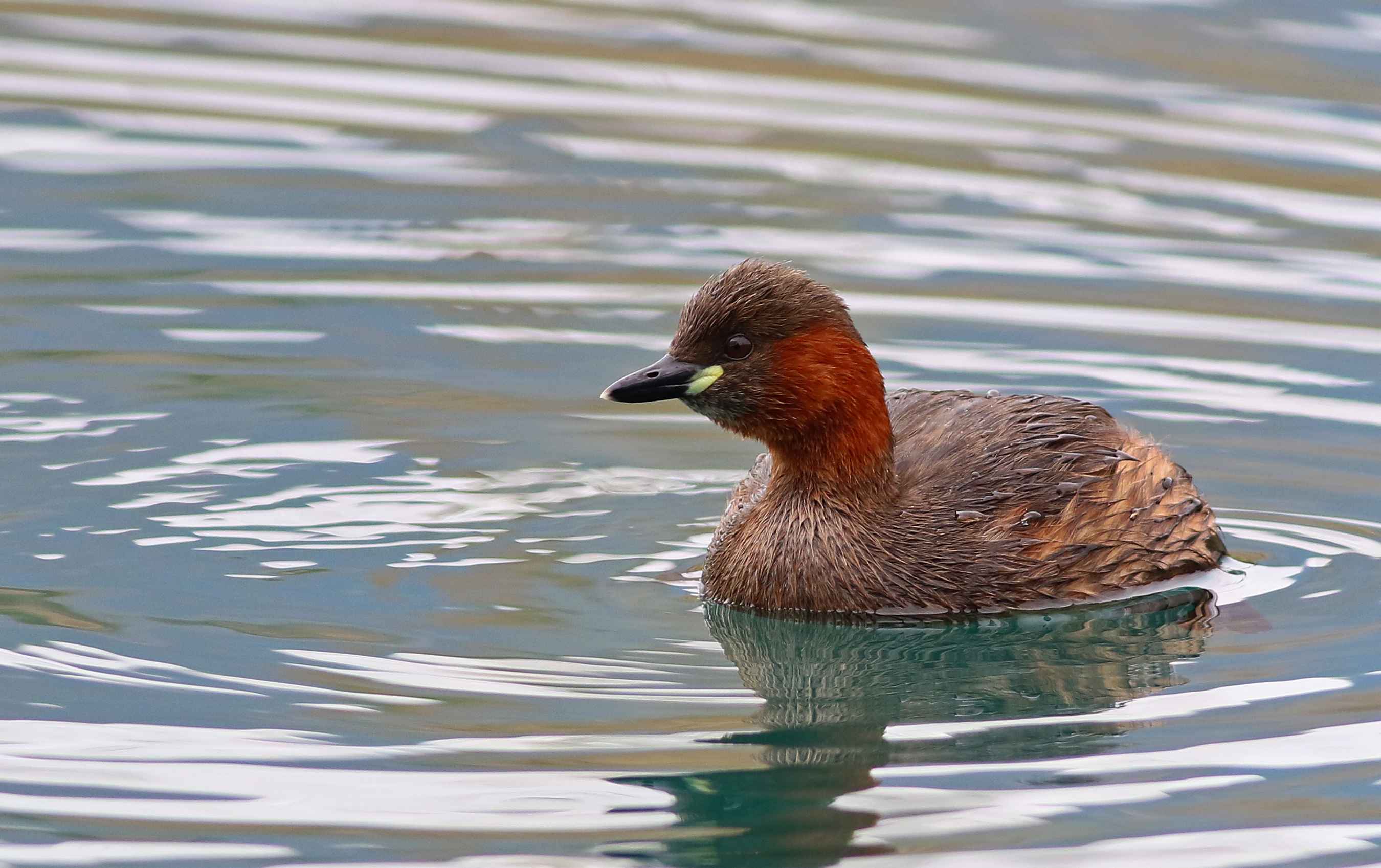 Little Grebe